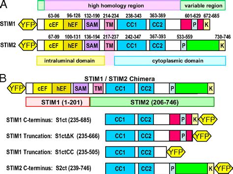 Stim Protein Coupling In The Activation Of Orai Channels Pnas