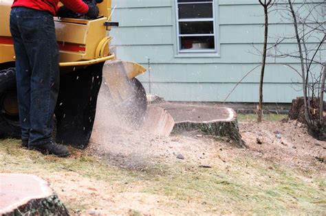 Tree Stump Removal Cost Average Prices Calculator