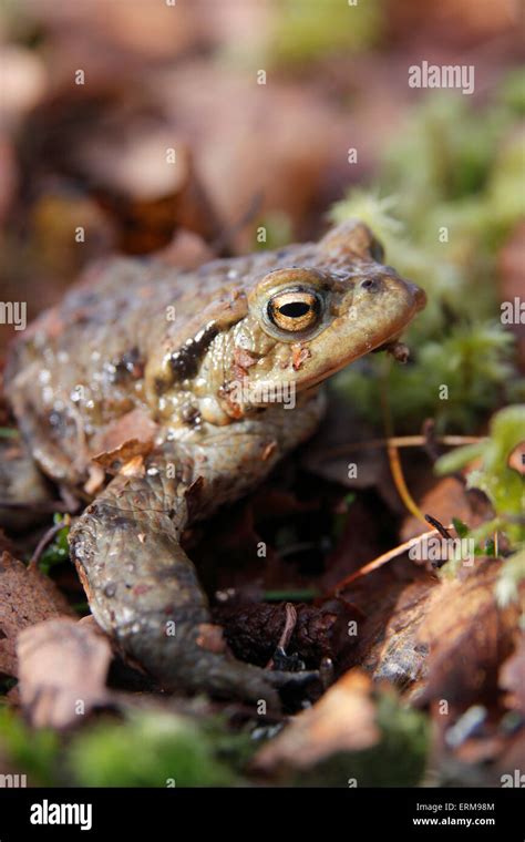 Common Toad Bufo Bufo Highlands Scotland Uk Stock Photo Alamy