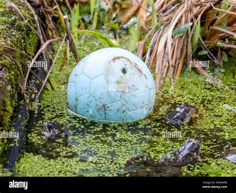 Common Frog Rana Temporaria In A Garden Pond In Ambleside Lake