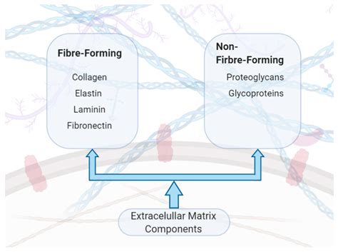 Extracellular Matrix