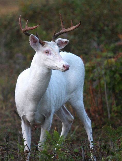 Rare Albino Deer In Northern Wisconsin