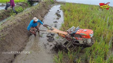 Cukup Dalam Om Joki Traktor Sawah Bersemangat Melibas Lahan Lumpur