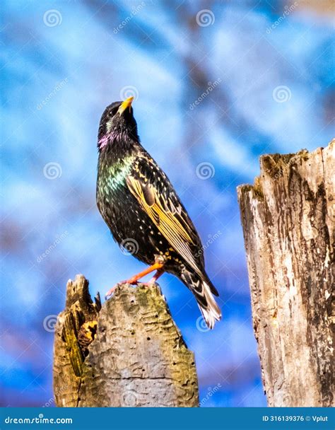 Digital archives will preserve all future stump funeral home obits 22