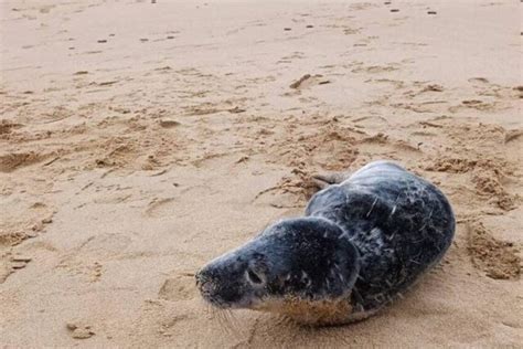 Un Phoque Sur Une Plage Des Sables D Olonne