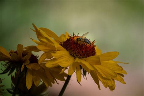 Where Everybirdy is Welcome Bees & Butterflies too - Waterwise Yards
