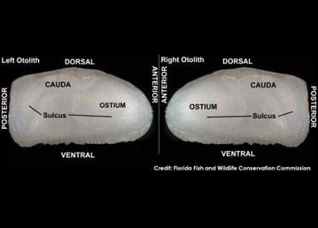 The Otolith Sectioning Process | FWC