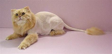 Is This a Cat with a 'Lion Cut'? | Snopes.com