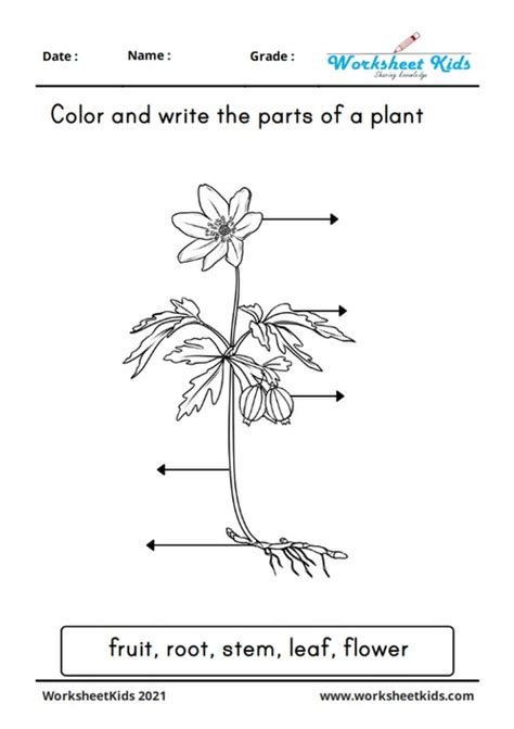 Free Plant Parts And Functions Worksheets Preschool To 2nd Grade