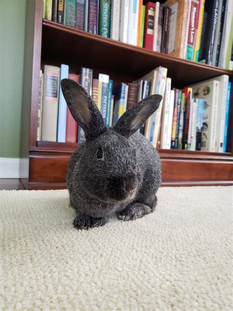 Best Rabbit Cages for Indoor and Outdoor Bunnies - Rabbit Smarties