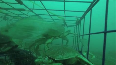 Gopro Under Water With Crab Pot Youtube