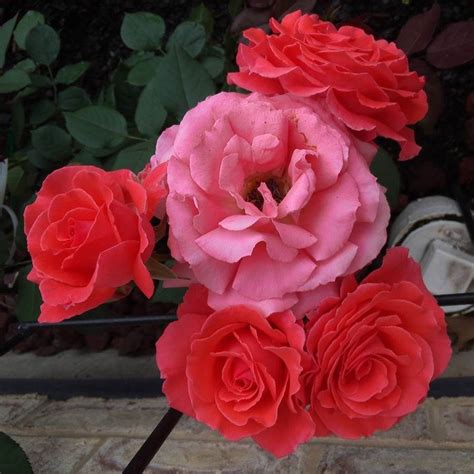 America Climbing Rose Jackson And Perkins