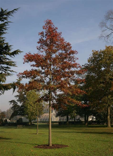 Quercus Palustris Fall