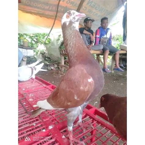 Jual Burung Merpati Dara Jantan Betina Shopee Indonesia