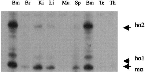 The Expression Of Human Like Globin Genes In Transgenic Mice Mediated