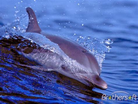 Moving Mountains Dolphins Live In Our World Amazing