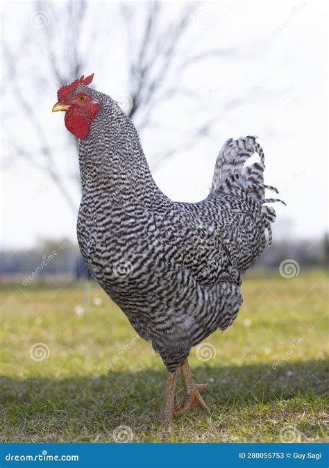 Dominique Chicken Rooster in the Shade Stock Image - Image of natural ...