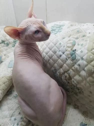 Gato Sphynx Sin Pelo Cachorro Esfinge Egipcio Pelado En Venta En