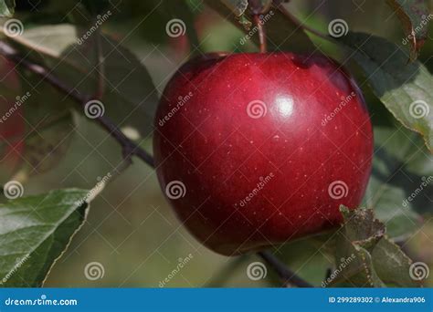 Large Ripe Red Apple Growing On Tree In Fruit Orchard Stock Photo