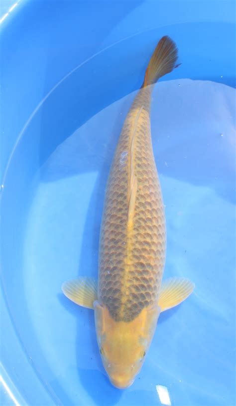 matsuba koi Matsuba koi kin - koifishshop