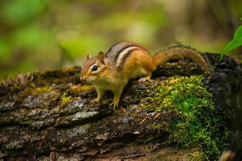 Chipmunk Symbolism - Spirit Animal Totems