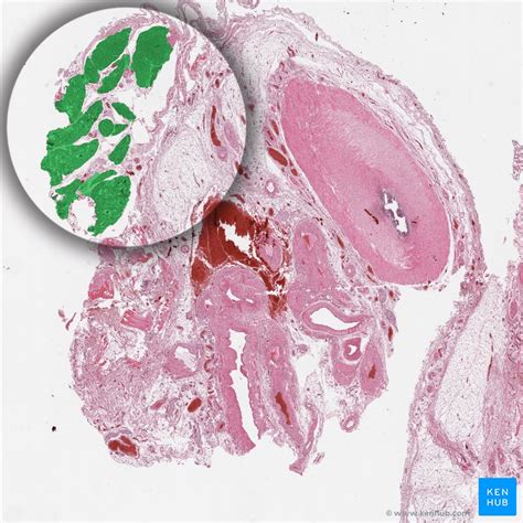 Cremaster: Origin, insertion, innervation, action | Kenhub