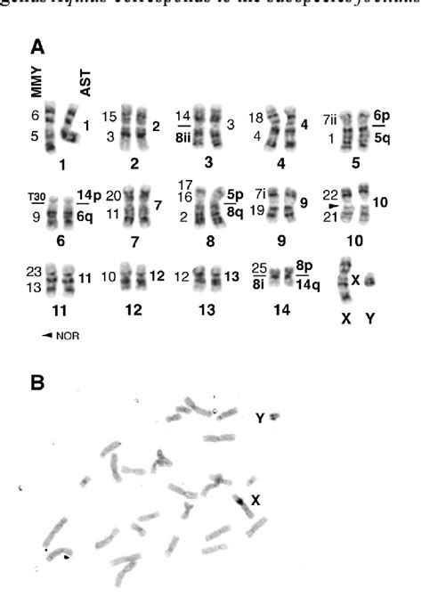 A G Banded Karyotype Of A Male C Robinsoni Numbers To The Right Of