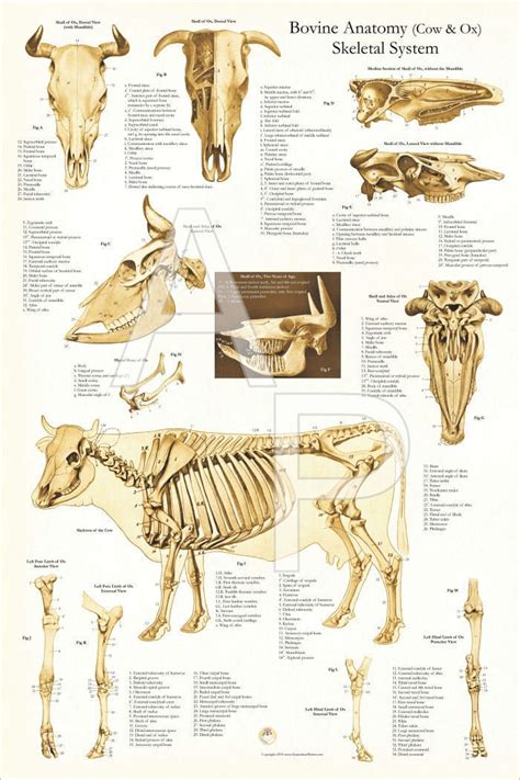 Cow Bovine Skeletal Veterinary Anatomy Poster X Wall Chart