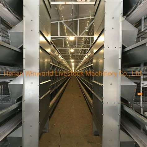 H Type Automatic Poultry Layer Cages System China Layer Cage And H