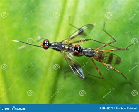 Macro Photo Of Two Insects Having Sex On Green Leaf Stock Image Image