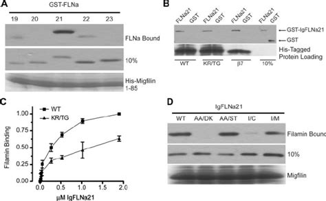 Migfilin Binds IgFLNa21 Directly A And B Direct Pull Down Assays