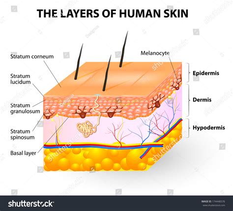 melanocytes are found in the - pictures, photos