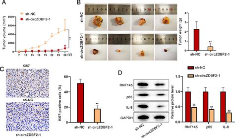 Circzdbf2 Promotes Tumor Growth Of Oscc In Vivo A B The Effects Of