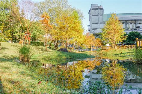 新北落羽松景點 免費入園 新莊頭前運動公園 生態水池冬季夢幻落羽松夏季賞蓮 漫步森林兒童遊戲場 捷運幸福站 艾莉絲愛旅行