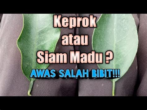 Cara Mudah Mebedakan Bibit Jeruk Keprok Dan Siam Madu Youtube