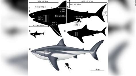 True size of the prehistoric megalodon shark revealed - CNN