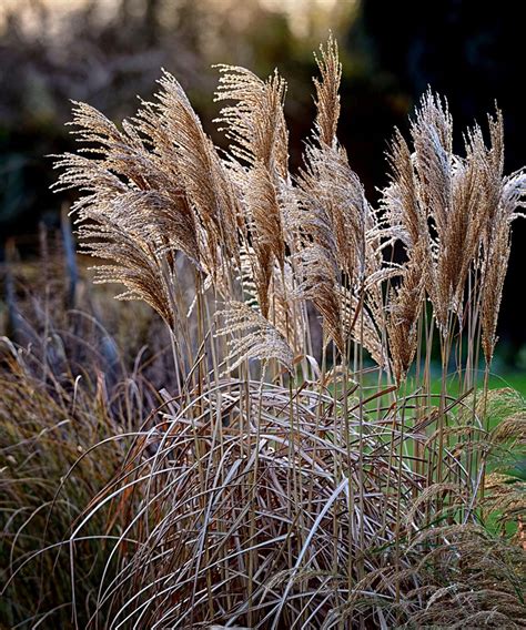 When to cut back ornamental grasses: to keep your garden tidy | Homes ...