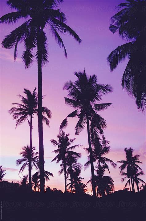 Palm Trees Wallpaper Purple Sunset Purple Trees