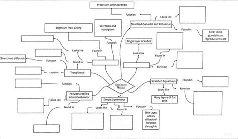 Solved Epithelial Tissue Concept Map