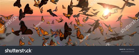 Butterfly-swarm Images, Stock Photos & Vectors | Shutterstock