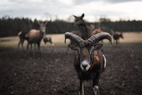 Portrait Of Mouflon In A Park Czech Republic Wildlife Animals Like A