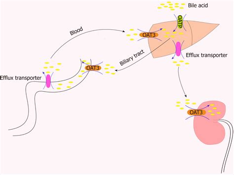 Overview Of Organic Anion Transporters And Organic Anion Transporter