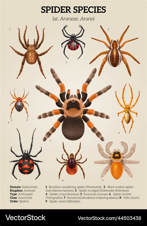 Class Arachnida Diagram