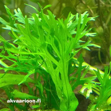 Microsorum pteropus 'Windeløv' - akvaarioon.fi