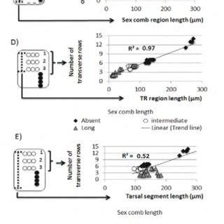 Relationship Between Sex Comb Allometry And First Tarsal Segment T1