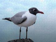 Laughing Gull - Breeding Plumage Photograph by Debra Martz - Fine Art ...