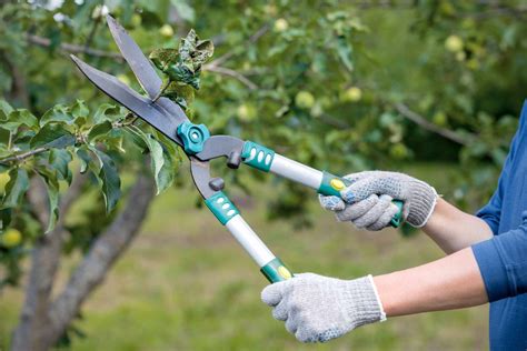 Birnbaum Pflanzen Und Schneiden Hornbach