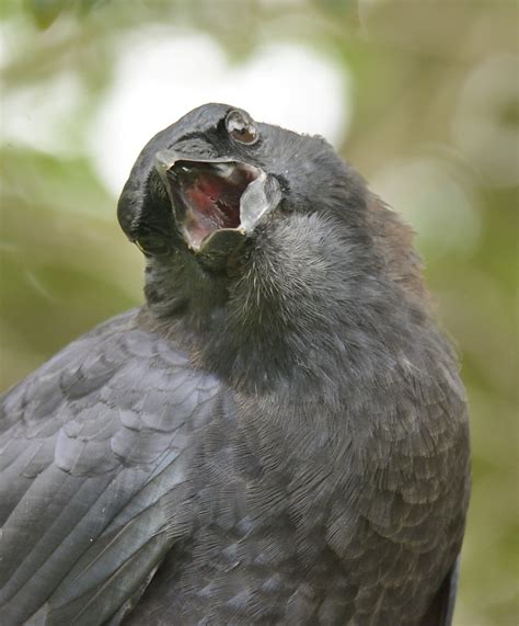 Of crows, cats and the preservation of sanity - Volusia Naturalist