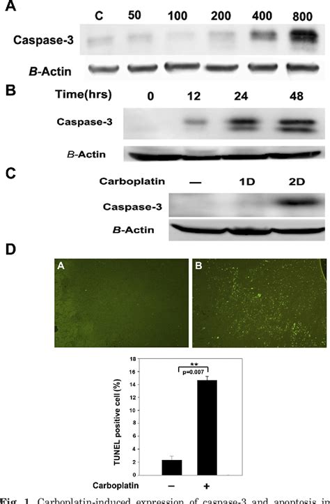 Figure 1 From Pravastatin Attenuates Carboplatin Induced Nephrotoxicity