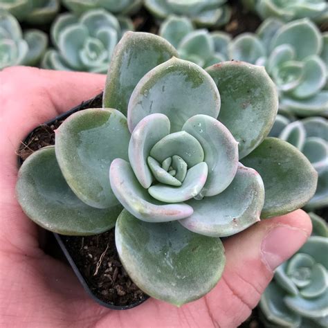 Echeveria Violet Queen 2 Pot Little Prince To Go